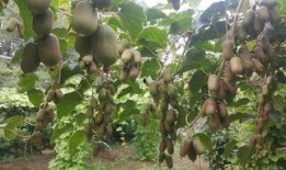 猕猴桃爆料新闻最新消息,揭秘行业最新爆料与趋势